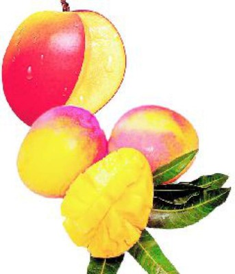 Llegó la hora del mango