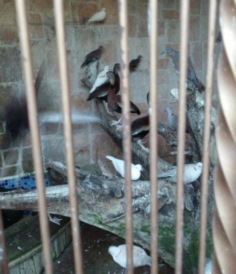 Cocodrilo, aves exóticas y venados hallan en casa de lujo en San Pedro Sula