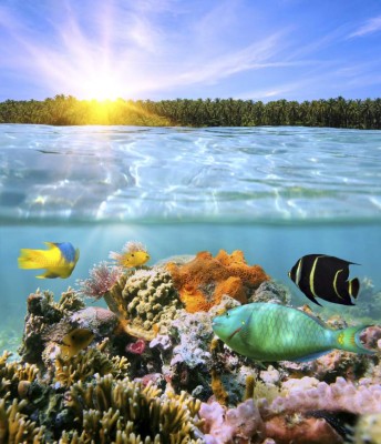 Cozumel paraíso en el fondo del mar