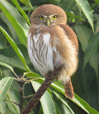 Puerto Cortés inicia plan para explotar el turismo ecológico