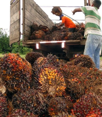 Buscan terminar con contaminantes de palma en quebradas y ríos de Yoro