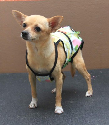 Lleva tu perro al salón