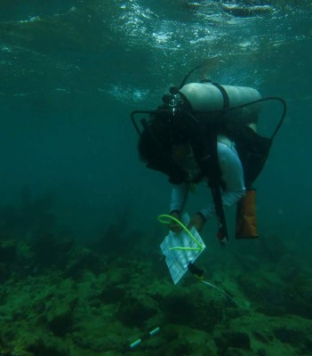 Descubren en Trujillo los arrecifes de coral más sanos del Caribe hondureño