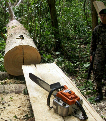 Sin control cultivan palma en reserva Mico Quemado en El Progreso