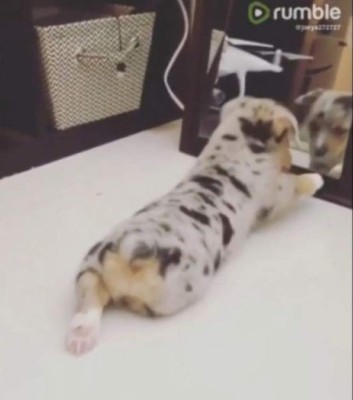 ¿Por qué el vídeo de este cachorro asombra a más de un usuario de YouTube?