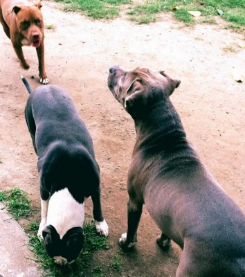 El relato del joven que luchó 15 minutos con los pitbulls para salvar a don Ángel