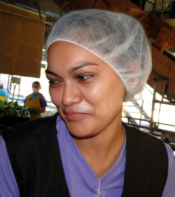 Bananeros esperan repunte de 1.6 millones de cajas en 2014