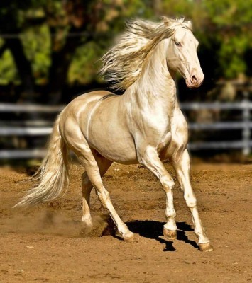 Akhal-Teke, el caballo más bello del mundo