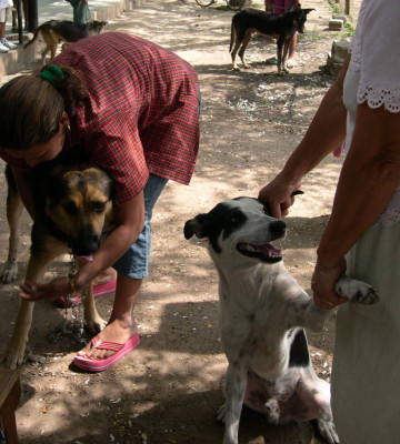 Luchan para evitar rabia canina en 2014