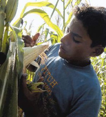 Plan de emergencia para reactivar siembra de maíz