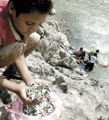 Sardinas saltarinas, atracción en Chinda