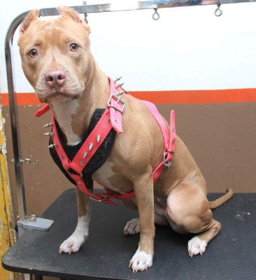 Lleva tu perro al salón