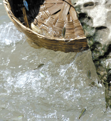 Sardinas saltarinas, atracción en Chinda