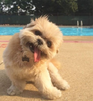 Video: Marnie, la perra con la cara más chistosa  