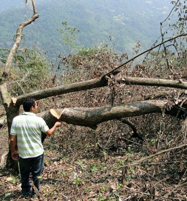 Piden a Fiscalía del Ambiente castigar a depredadores