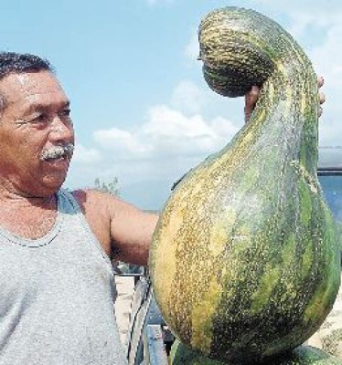 Tierra de ayotes gigantes