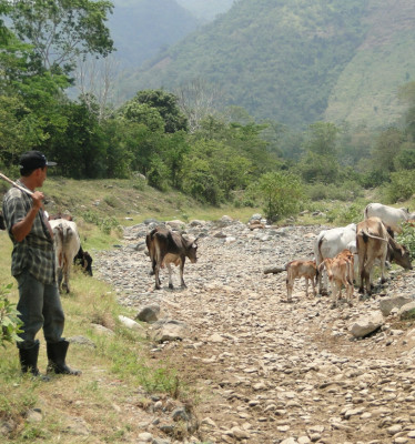 Sin control cultivan palma en reserva Mico Quemado en El Progreso