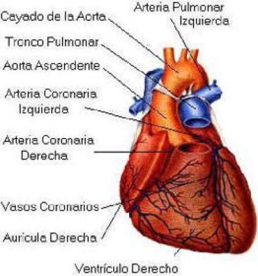 Nuevo tratamiento promete curar la insuficiencia cardiaca