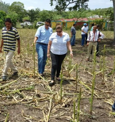 En Azacualpa logran el éxito con sistema de riego