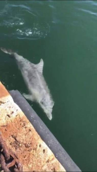 El grupo Clean Venice indicó en Facebook que la ausencia de tráfico que mueve los sedimentos es 'la causa de este milagro de transparencia. Las descargas reducidas y el intercambio de agua de las mareas en cambio benefician la calidad de las aguas'.