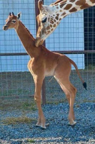 La bebé jirafa mide 1.80 metros y se encuentra en el zoológico de Bright, Tennessee, Estados Unidos.