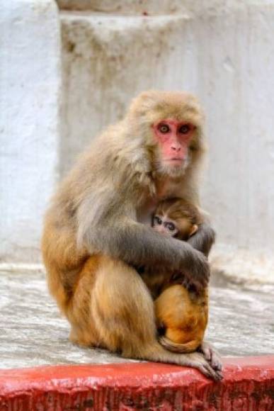 El ensayo clínico de la posible vacuna contra el COVID-19 que realizan los científicos de la Universidad de Oxford brinda esperanzas al mundo debido a su éxito en monos específicamente de la variedad macaco rhesus, cuyo genoma es igual al humano en un 97,5%.