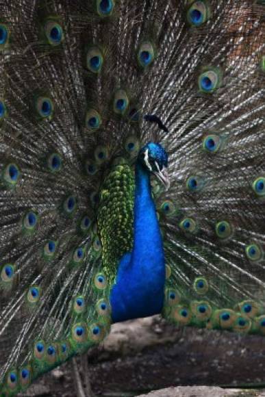 Un pavo real en el zoológico de Joya Grande, incautado del cártel de drogas Los Cachiros en el municipio de Santa Cruz de Yojoa. AFP