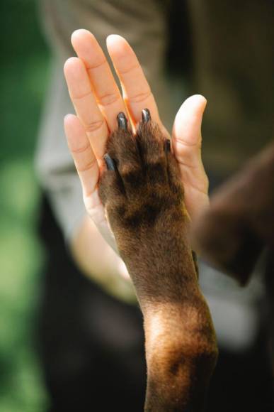 Como resultado del apoyo que sintió de su mascota, el actor emprendió un proyecto para recaudar fondos destinados a animales en estado vulnerable que necesiten ser rescatados. Lo recaudado se donará para ayudar a esos animales y darles una segunda oportunidad.