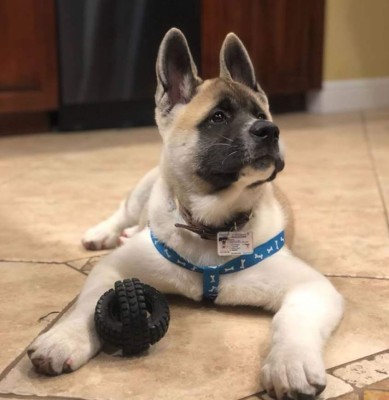 Día Internacional del perro: Cibernautas comparten fotografías de sus mascotas