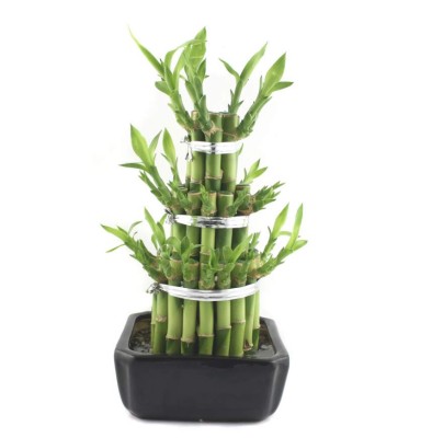 El bambú mantiene el aire limpio