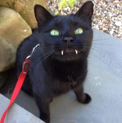 Monkey, el gato vampiro