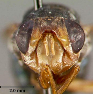 Los insectos más extraños del mundo&nbsp;&nbsp;