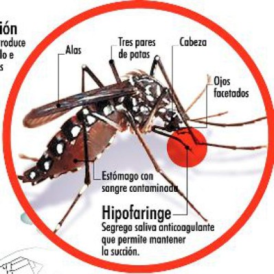Todos contra el dengue
