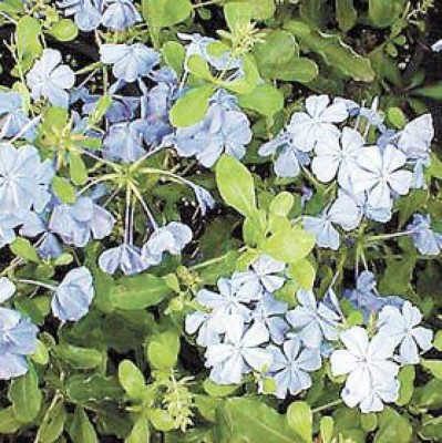 Plumbago, el habitante de las paredes