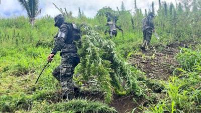 Las Fuerzas Armadas de Honduras a través de operaciones interinstitucionales contra el narcotráfico desmantelaron una plantación de sembradíos de marihuana en varias parcelas de tierra en la aldea Cuaca, Tocoa, Colón.