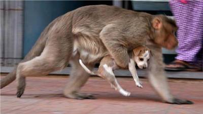 Según habitantes de la localidad, los primates atrapan y llevan a los cachorros a la cima de algunos árboles o edificios y desde allí los arrojan al suelo.