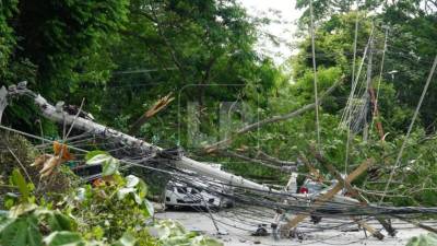 Taxista y pasajeros se salvan de morir aplastados por rama en San Pedro Sula