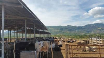 Un hotel en San Marcos de Colón, 14 plantaciones de ocra, 50 carros y 600 cabezas de ganado figuran en el inventario que realizan los agentes de la Atic de los aseguramientos de las 45 propiedades de los Pinto, que, según la Fiscalía, son miembros de una banda criminal dedicada al lavado de activos y tráfico de drogas.