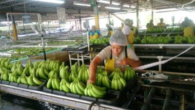 Bananos corte embarque.