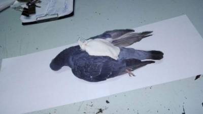 El Servicio Penitenciario Federal de la Argentina compartió la imagen del animal en redes sociales.