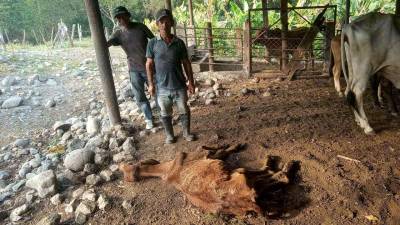 Buscando agua y comida han muerto algunas de las reses.