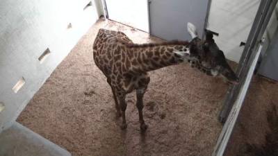 El zoológico defendió el valor educativo de la tramsmisión en vivo sobre el alumbramiento de su jirafa.