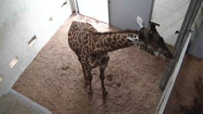 El zoológico defendió el valor educativo de la tramsmisión en vivo sobre el alumbramiento de su jirafa.