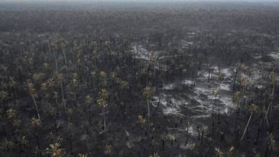 Las llamas han devorado varias hectáreas de selva en el denominado pulmón del planeta./AFP.