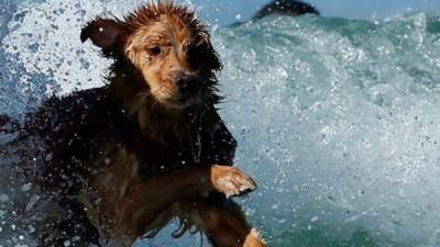 Un perro sin pedigrí ni raza definida salvó a un niño de cinco años de morir ahogado en una playa al este de Roma.