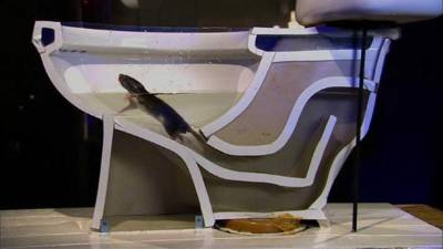 Las ratas son expertas nadadoras.