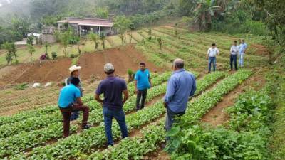 Agricultores de El Naranjito en una plantación de hortalizas junto a técnicos que los capacitan.