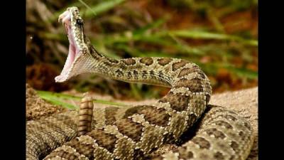 El veneno de las cobras tiene un efecto devastador sobre el sistema nervioso.