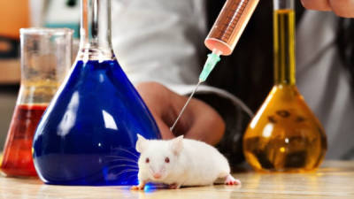 Los ratones transgénicos se utilizaron para el experimento.