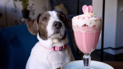 Por ser animales nobles, fieles, cariñosos y protectores, merecen ser tratados con respeto y ser incluidos en otras actividades.